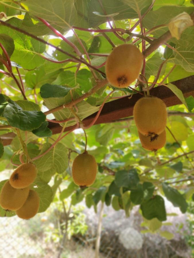 فيلا Casa Da Mata باريديس دي كورا المظهر الخارجي الصورة